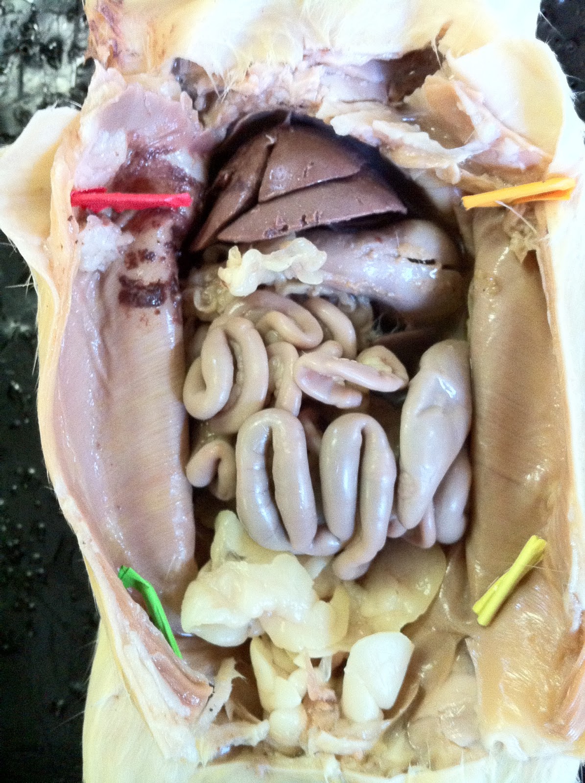 Comparative Anatomy : May 2013